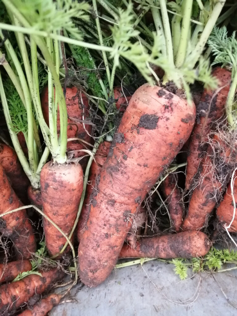 organic carrots at ballin temple