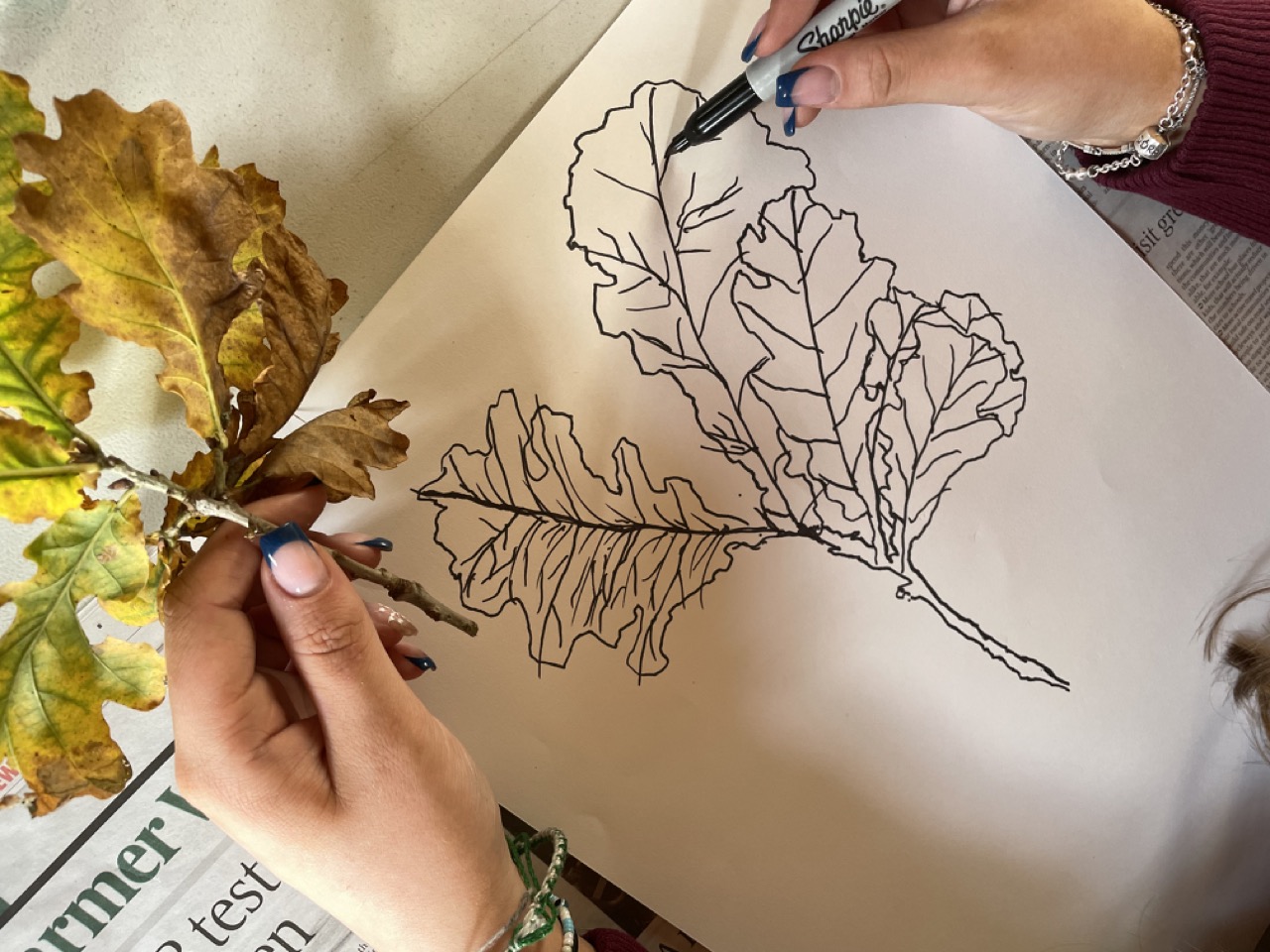 drawing oak leaf